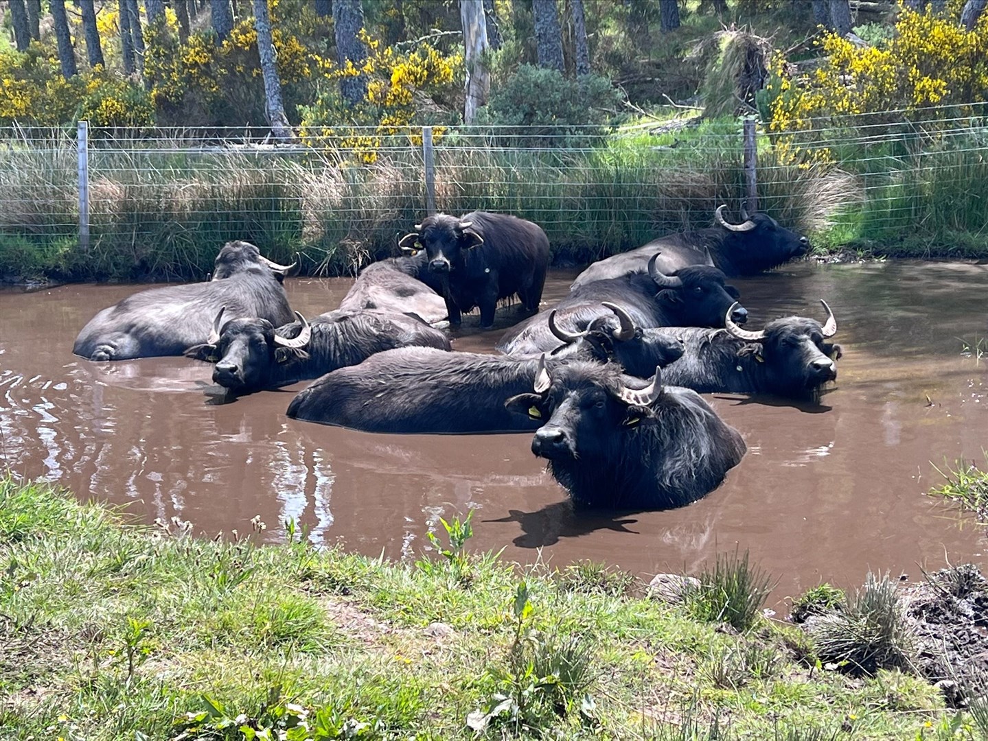 The water buffalo at Thorabella Farm near Duffus.