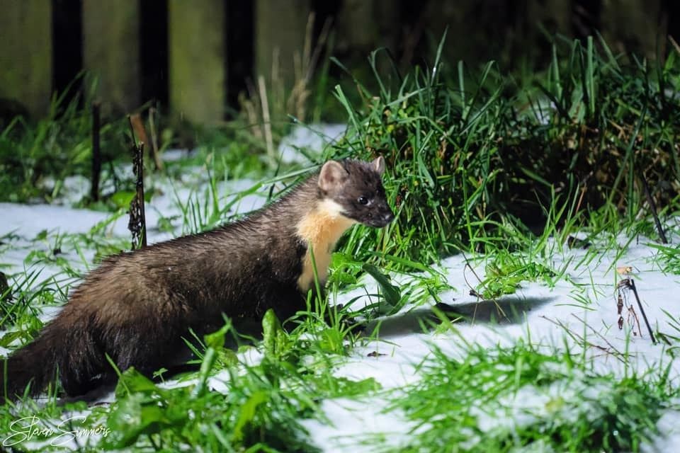 The name's Marten, Pine Marten, said this mysterious garden-intruder. Picture: Steven Simmers