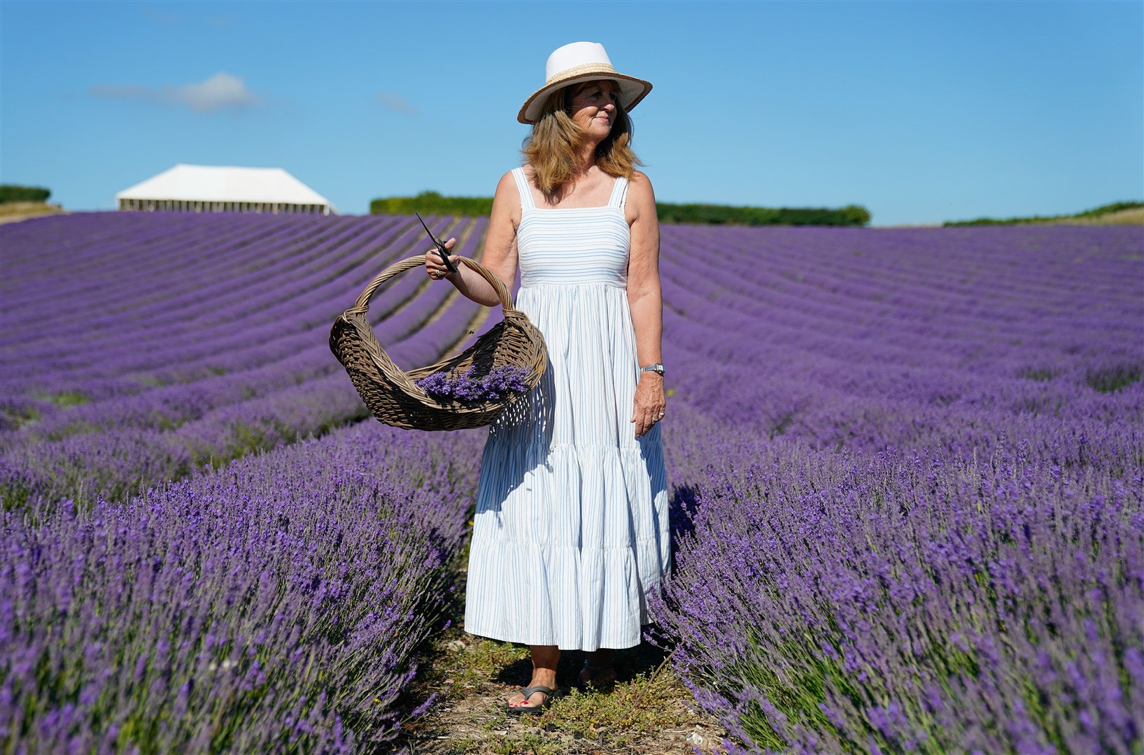 Rosie Elms, co-owner of Lordington Lavender in West Sussex, gathers bunches of lavender on her and her husband’s farm near Chichester (Andrew Matthews/PA)
