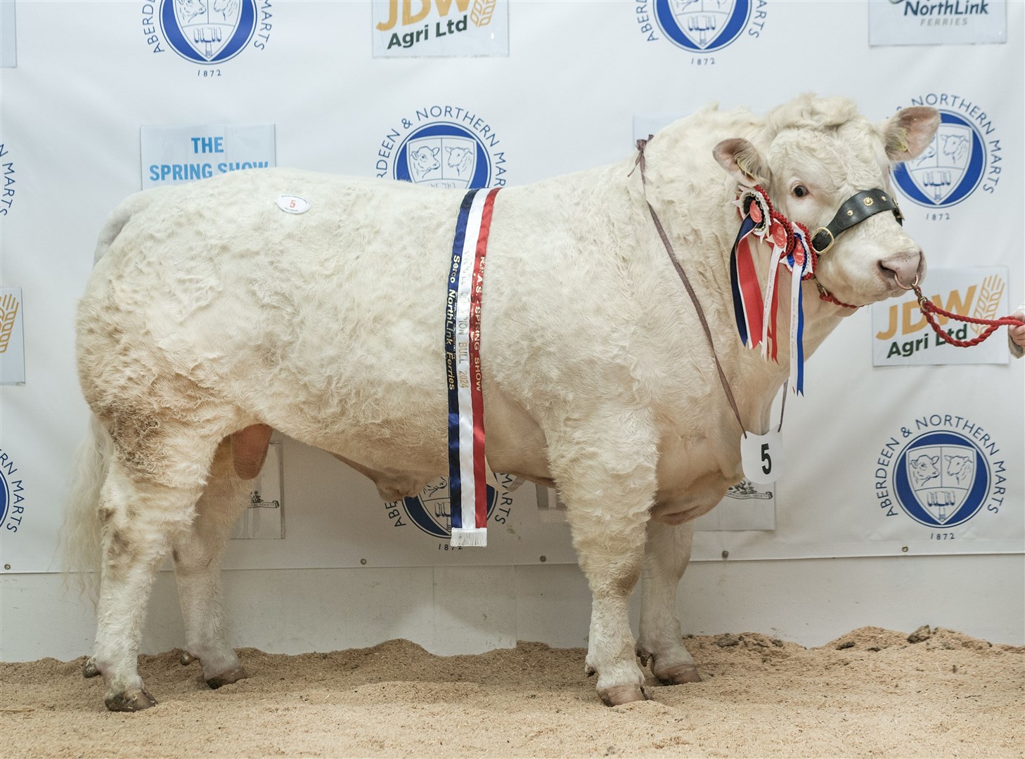 Charolais Champion, Hollywell Taco from J & S Middleton..,
