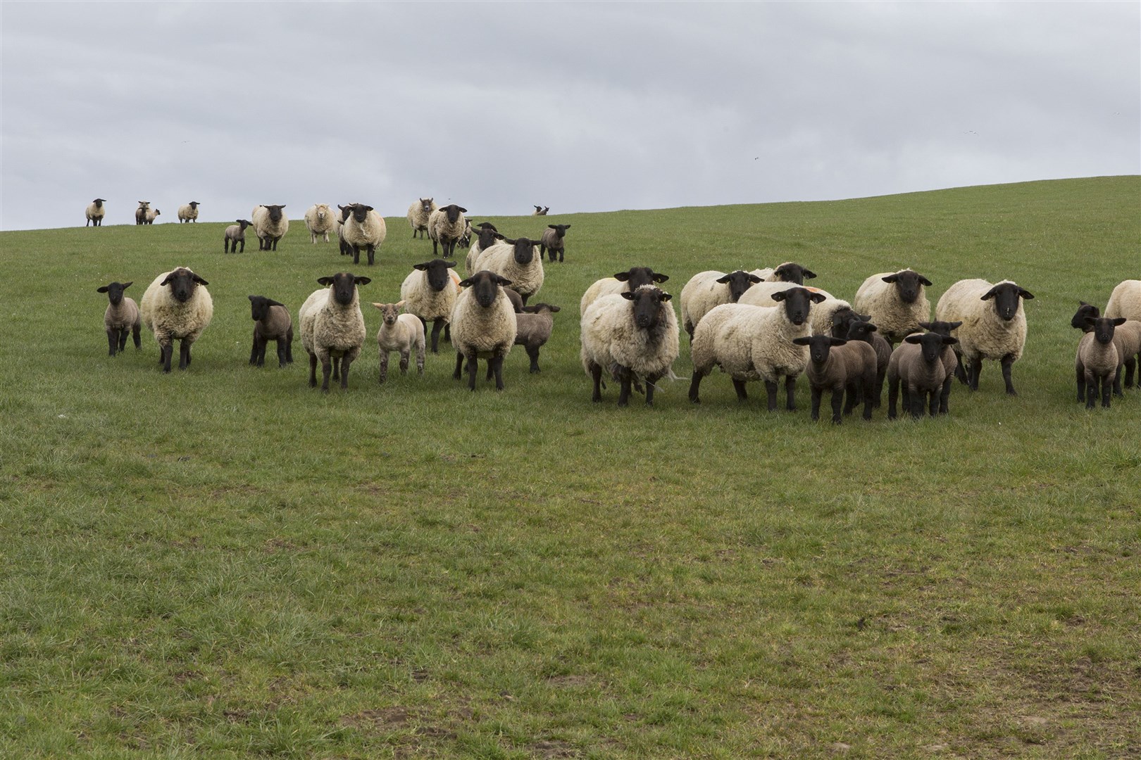 The number of dog attacks on sheep has risen in recent years.