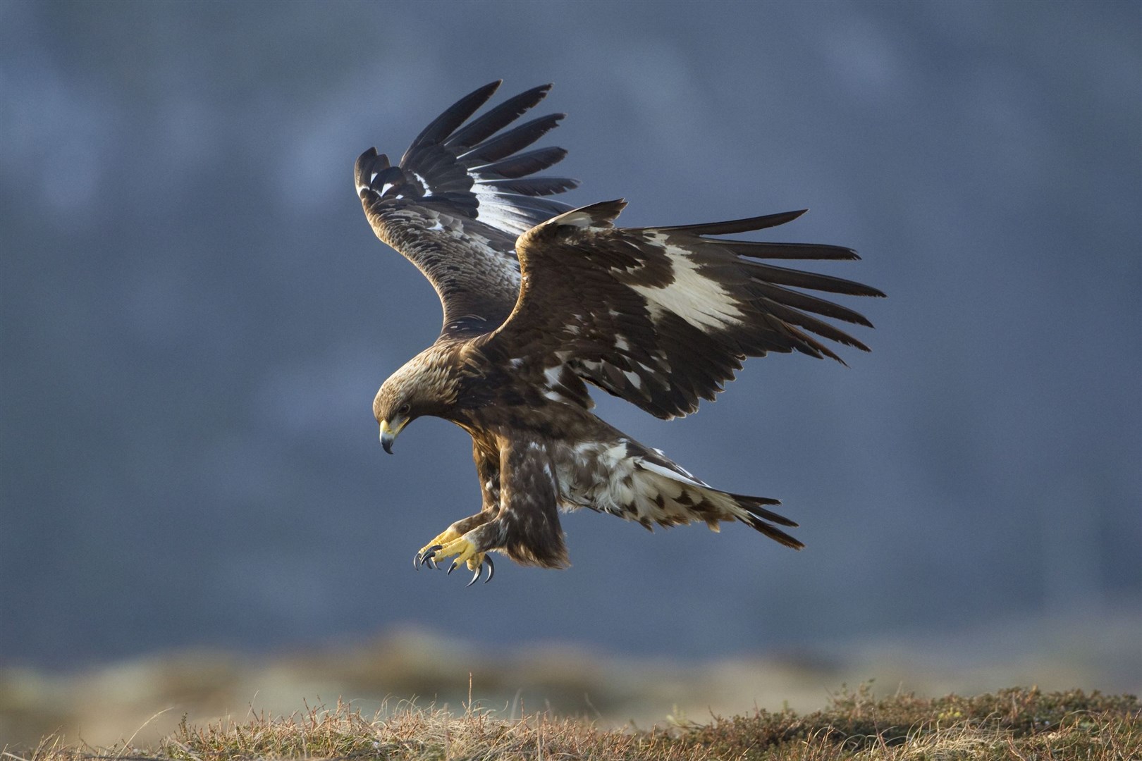 The golden eagle is at home in high-altitude woodland. Picture: Mark Hamblin/scotlandbigpicture.com.