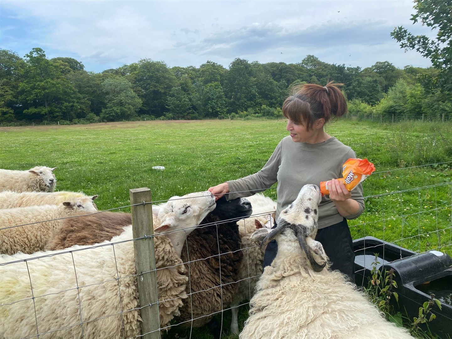 Irene feeds some gingernuts to her sheep.