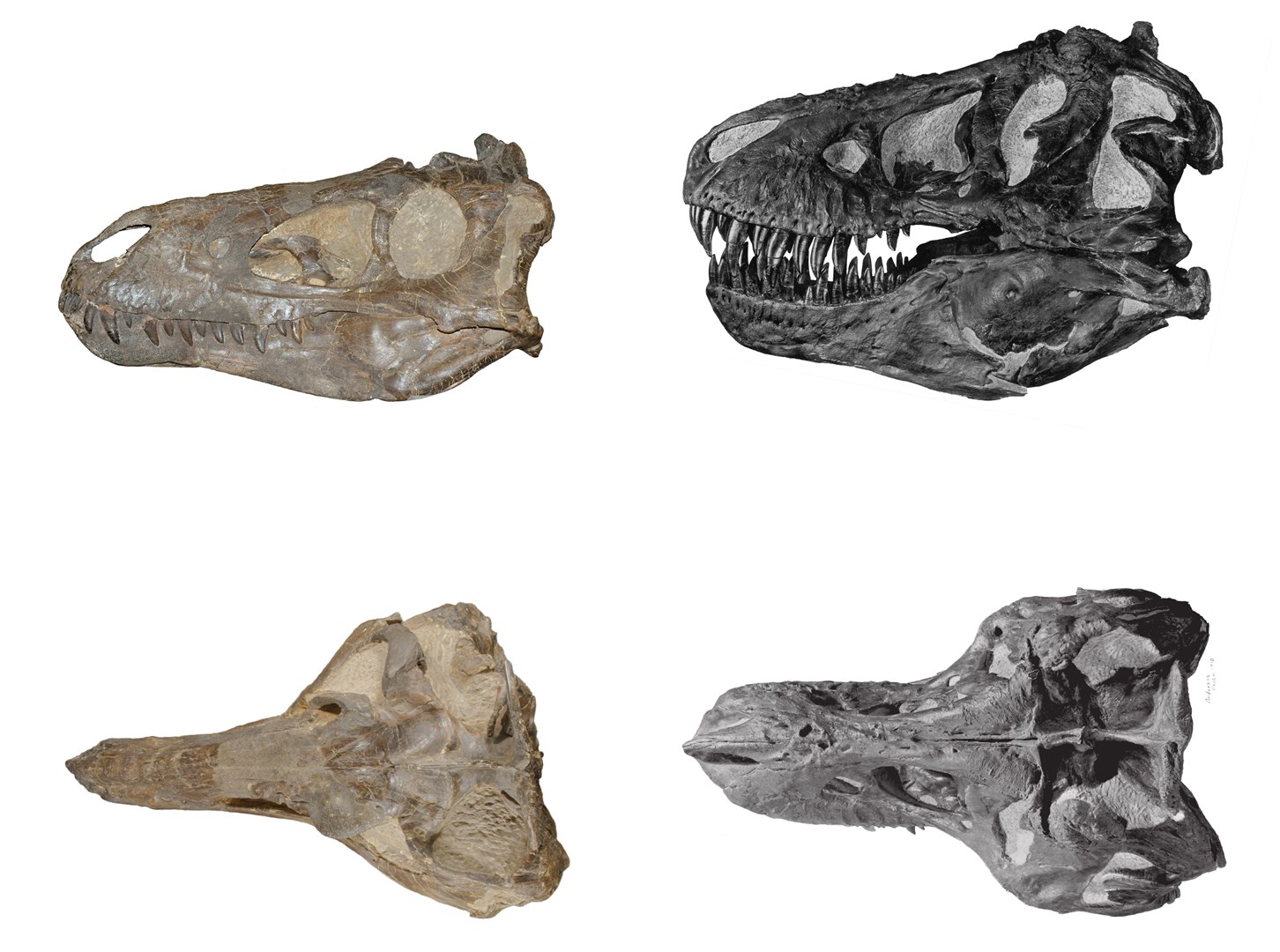 A comparison of Nanotyrannus and Tyrannosaurus skulls (Longrich et al/ Fossil Studies)