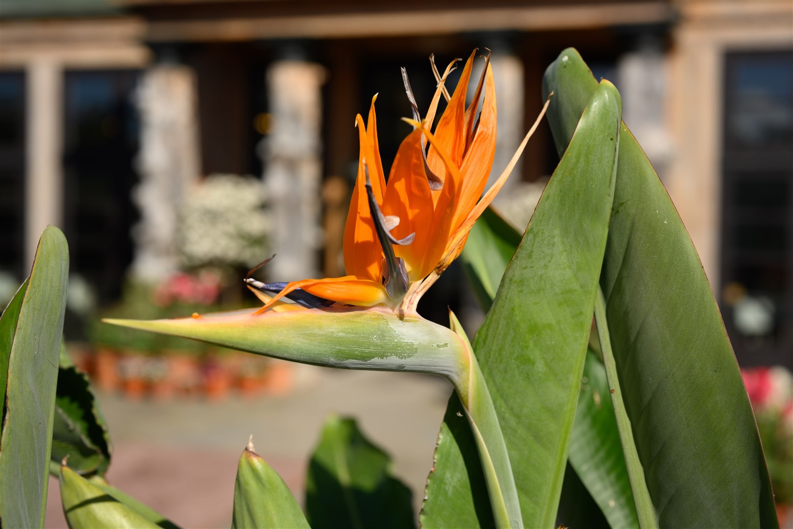 Its exotic flower gives the Bird of Paradise plant its name.