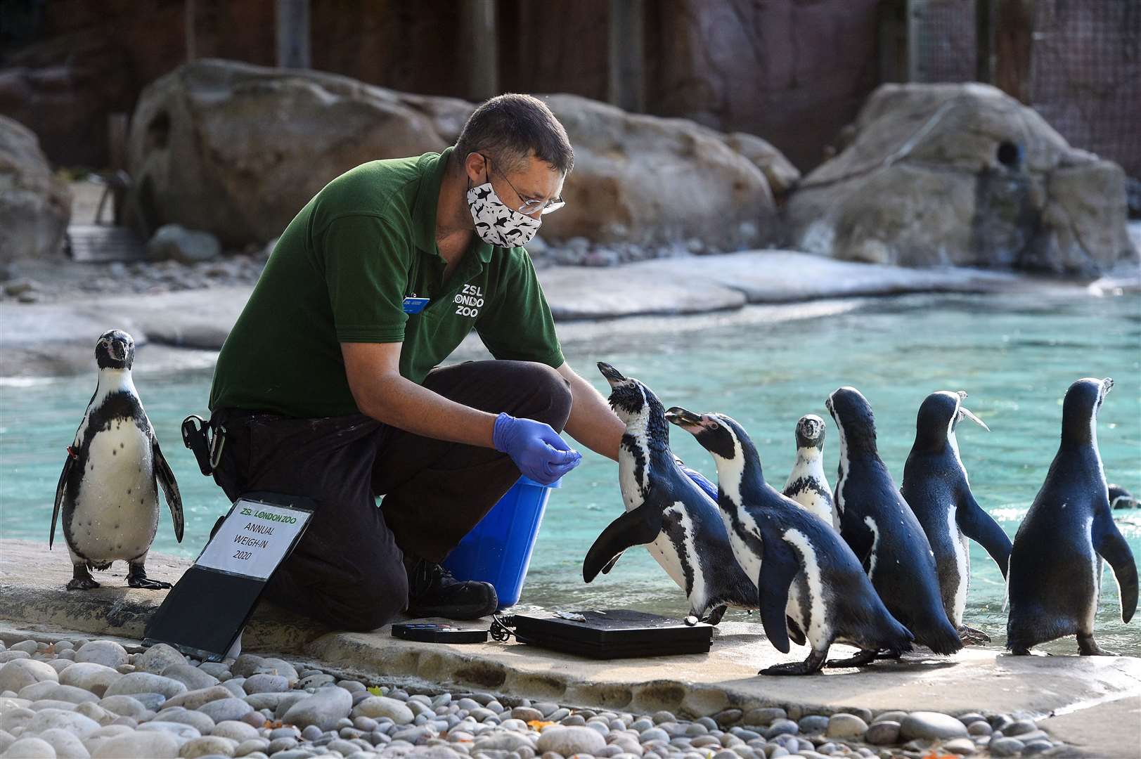Humboldt penguins queued up for keeper Martin Franklin (Kirsty O’Connor/PA)
