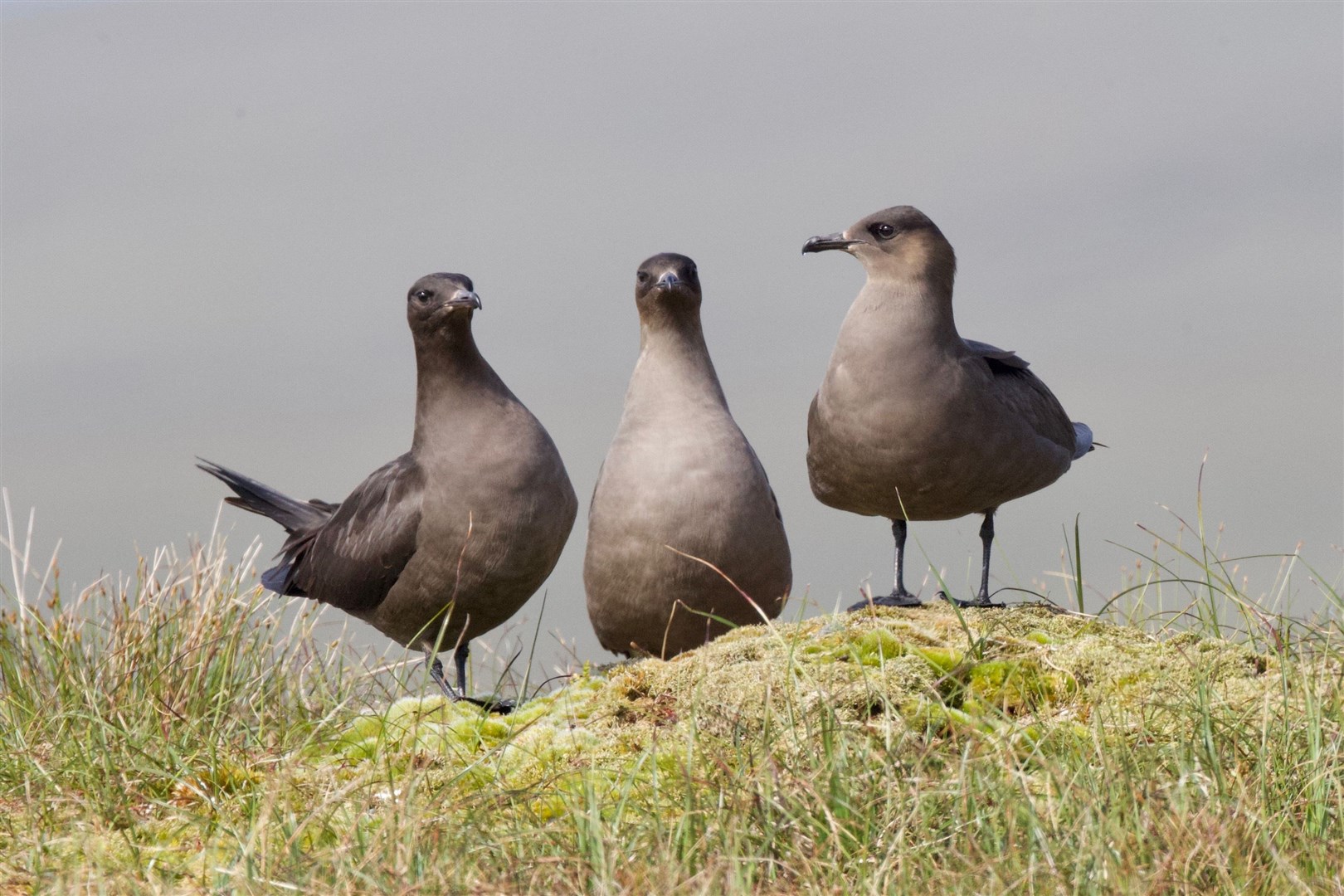 Arctic Skua, photographed by Moray Bird Club committee member, Richard Somers Cocks.