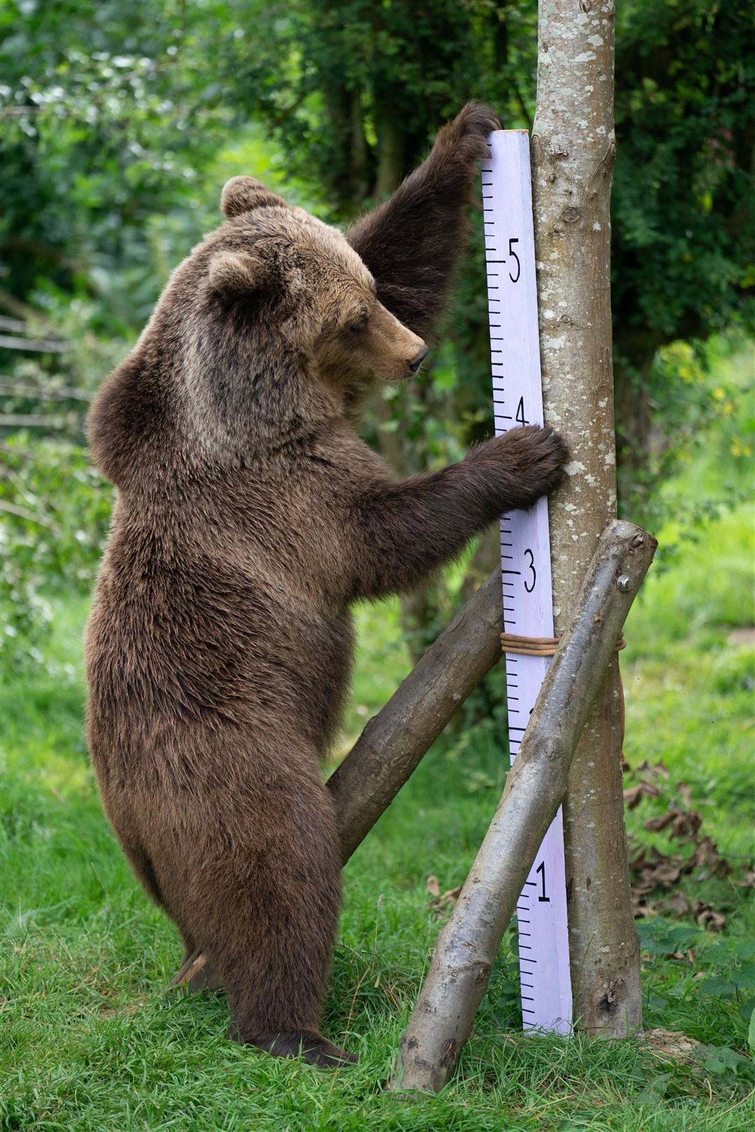 Eurasian brown bear Minnie is measured during the annual stocktake at ZSL Whipsnade Zoo (Joe Giddens/PA)