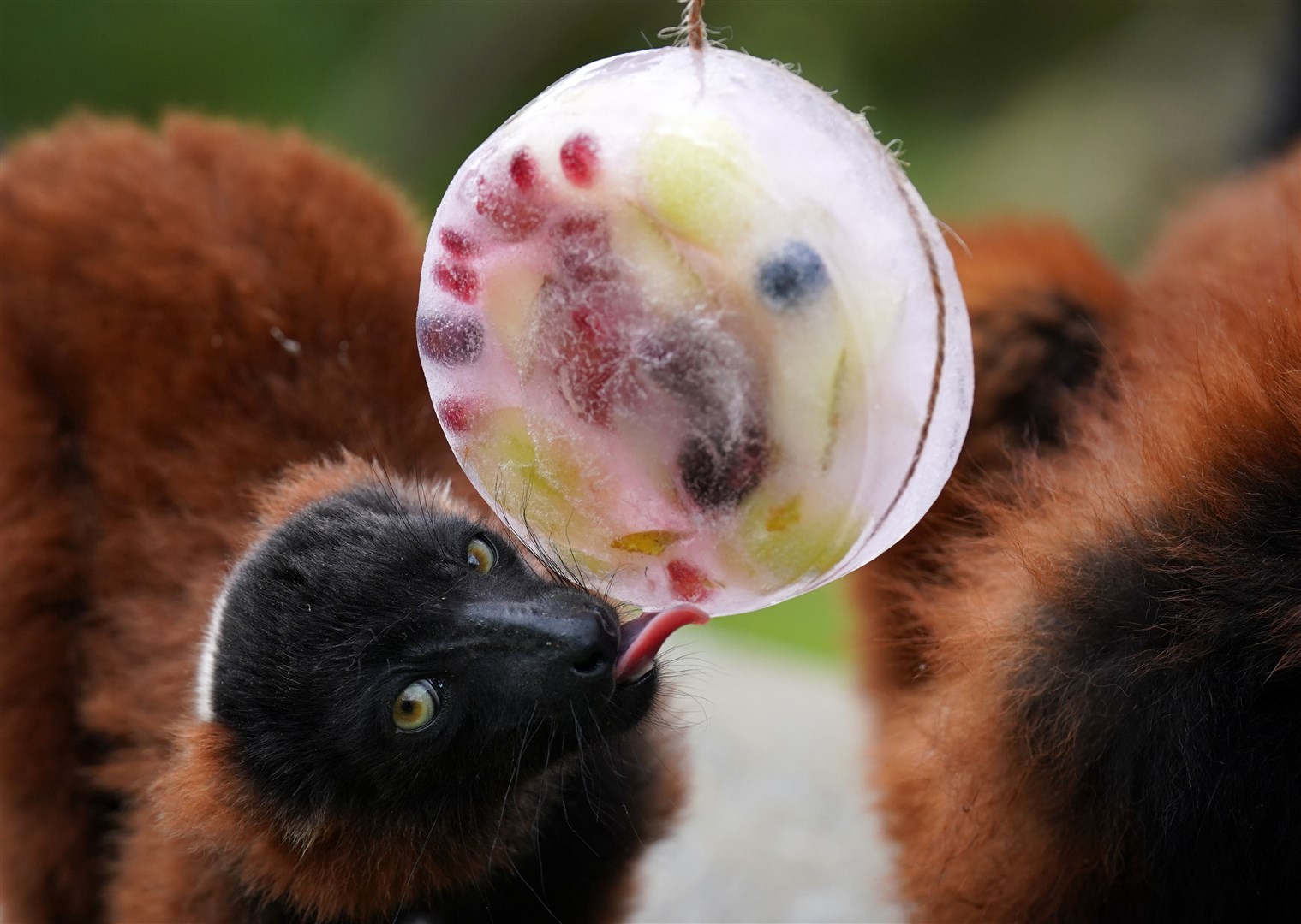 A red ruffed lemur enjoys a frozen ice pop filled with fruit at Blair Drummond Safari Park near Stirling as temperatures soared (Andrew Milligan/PA)