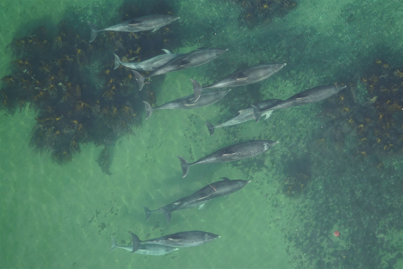 The aerial view of a pod of dolphins.