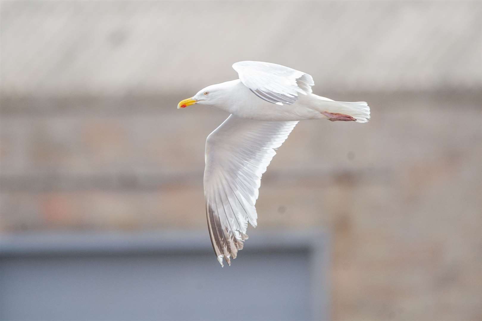 Seagulls are a habitual problem in Moray towns.