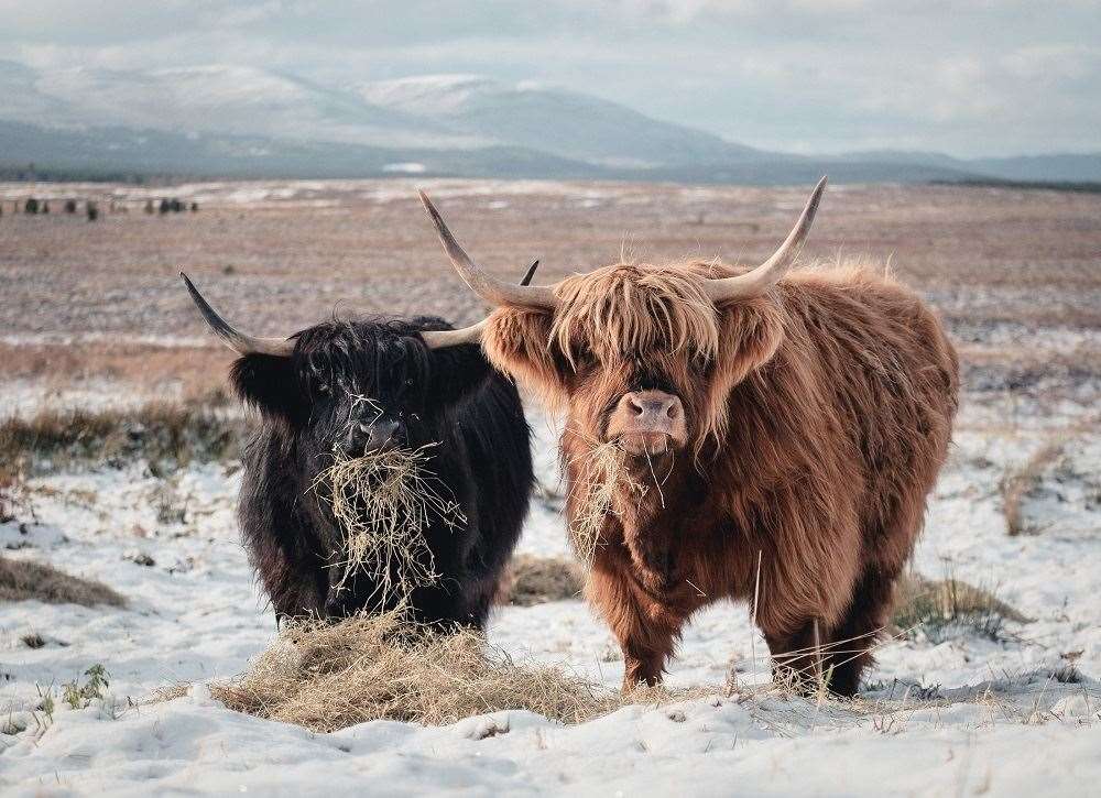 Highland cows on a croft.
