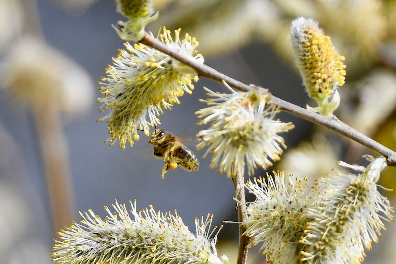 A bee seen buzzing around as Spring gets underway. Picture: Hazel Thomson