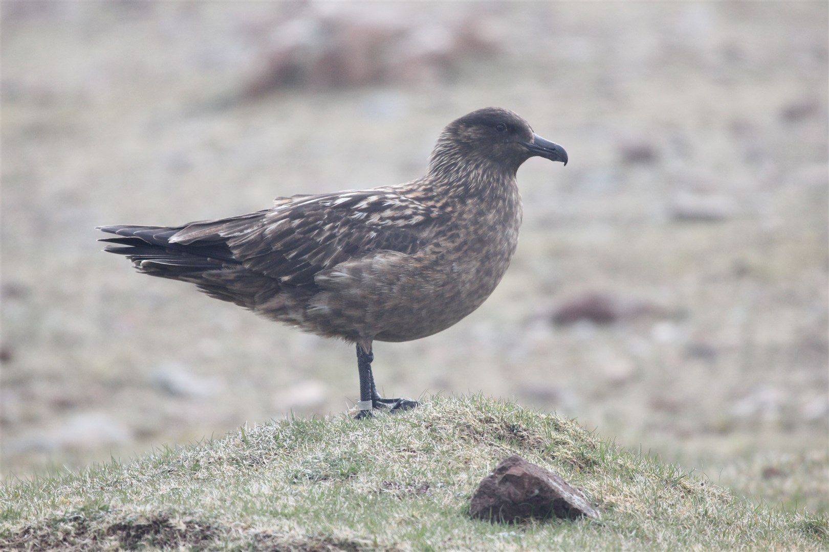 The great skua is sometimes known by the name bonxie in Britain (Ian Francis RSPB/PA)