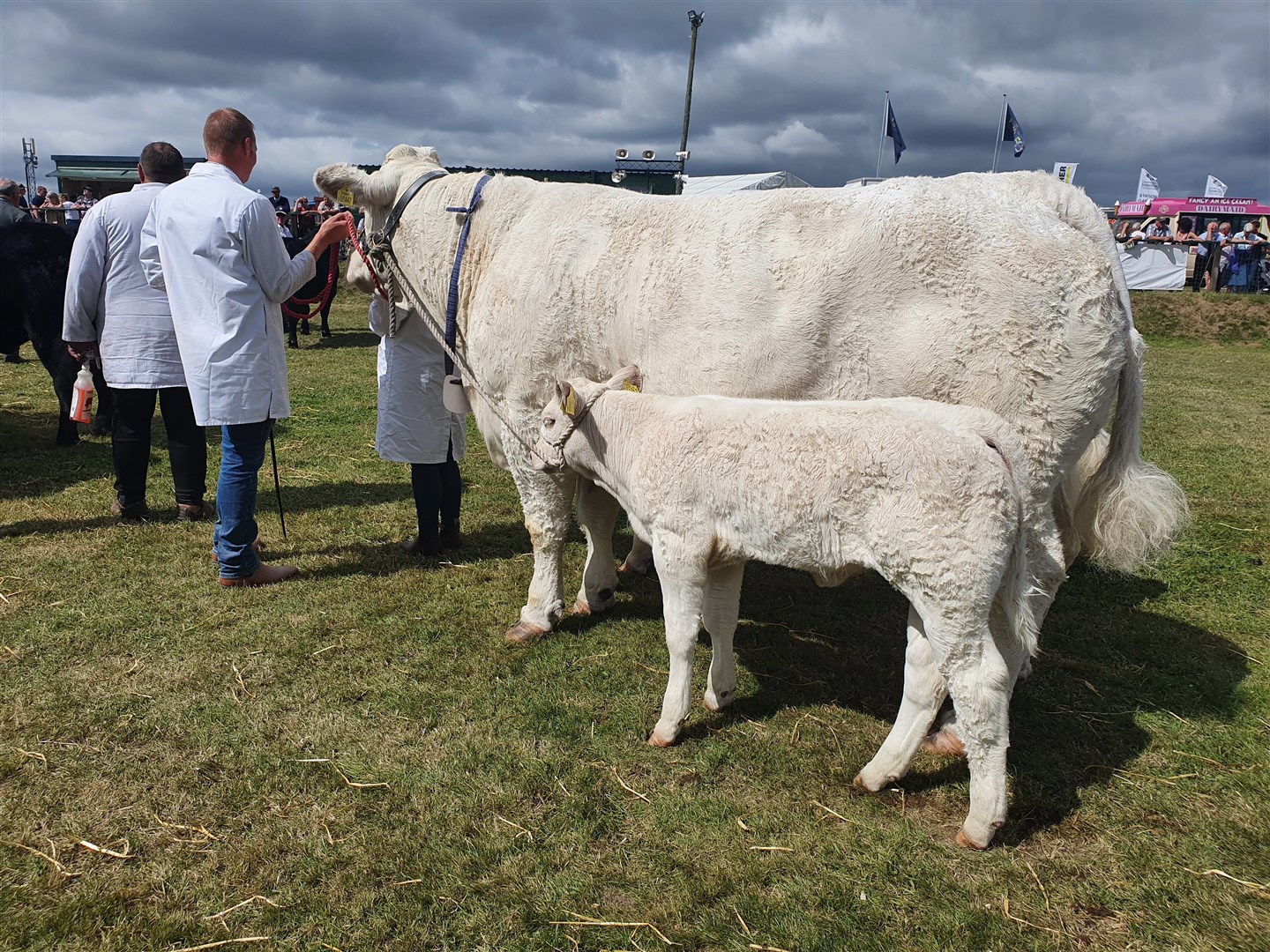 Breed champion Charolais Lagavaich Lucy with her calf.