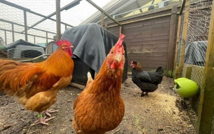 Ken and his hens would love to find a new coop to call their own.firens