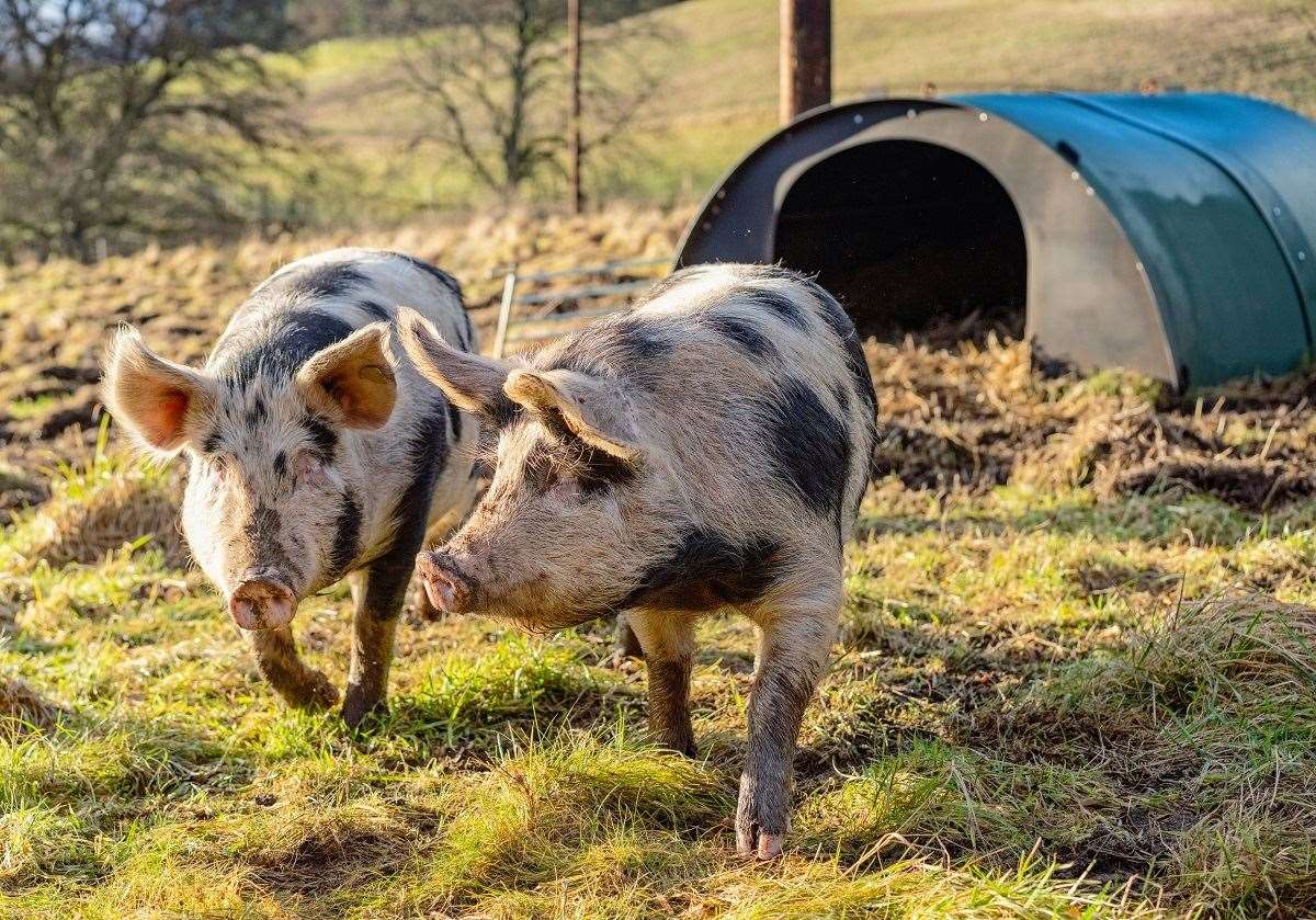 Pig numbers across Scotland have increased.