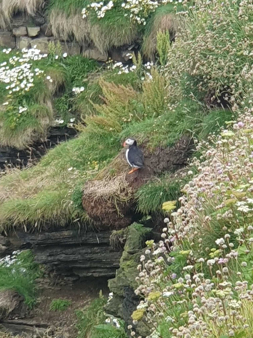 The Duncansby Head puffin which caused such a flutter in the writer.