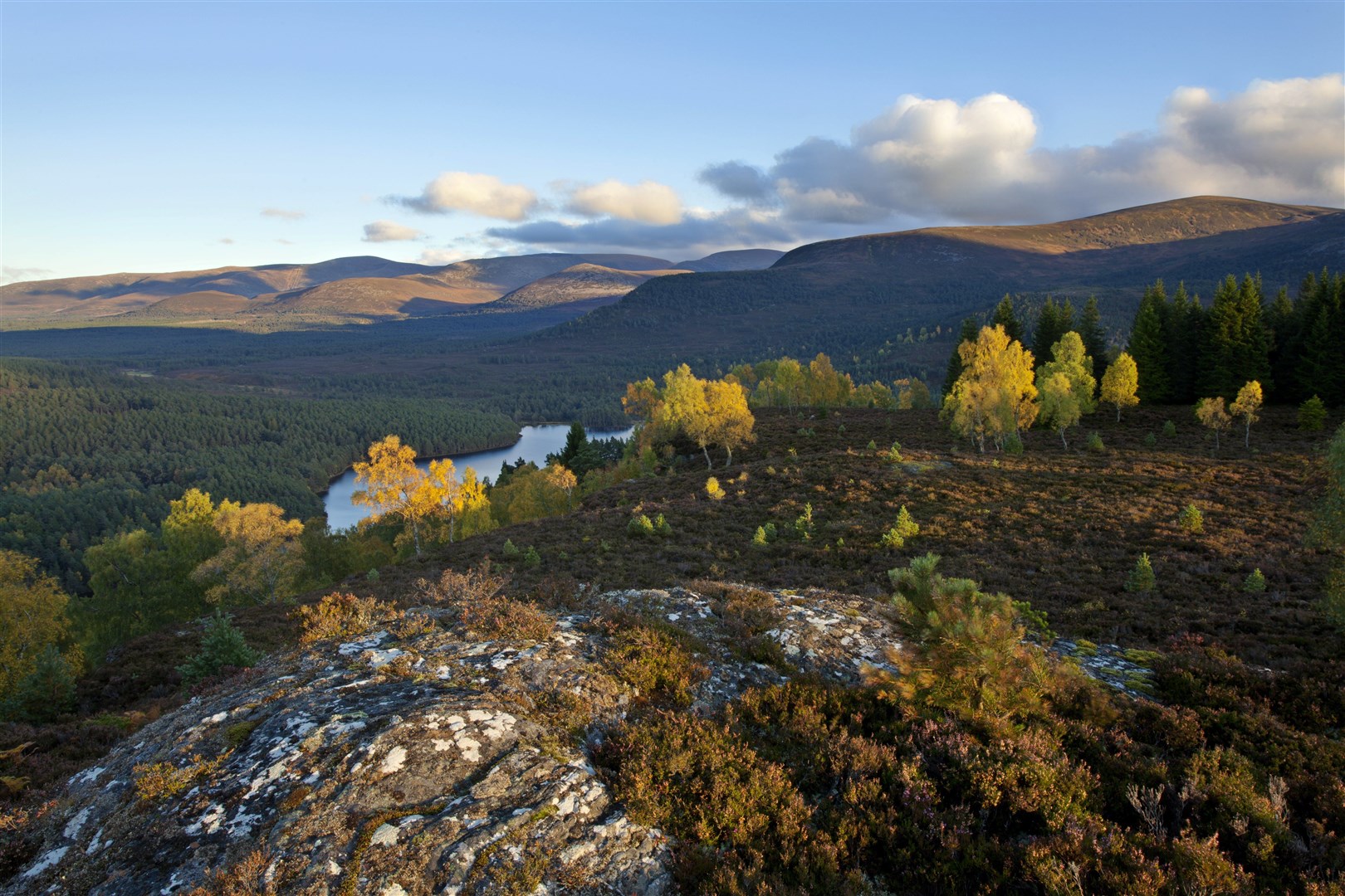 Scattered birch and pine woodland at Rothiemurchus Forest, in the Cairngorms National Park.