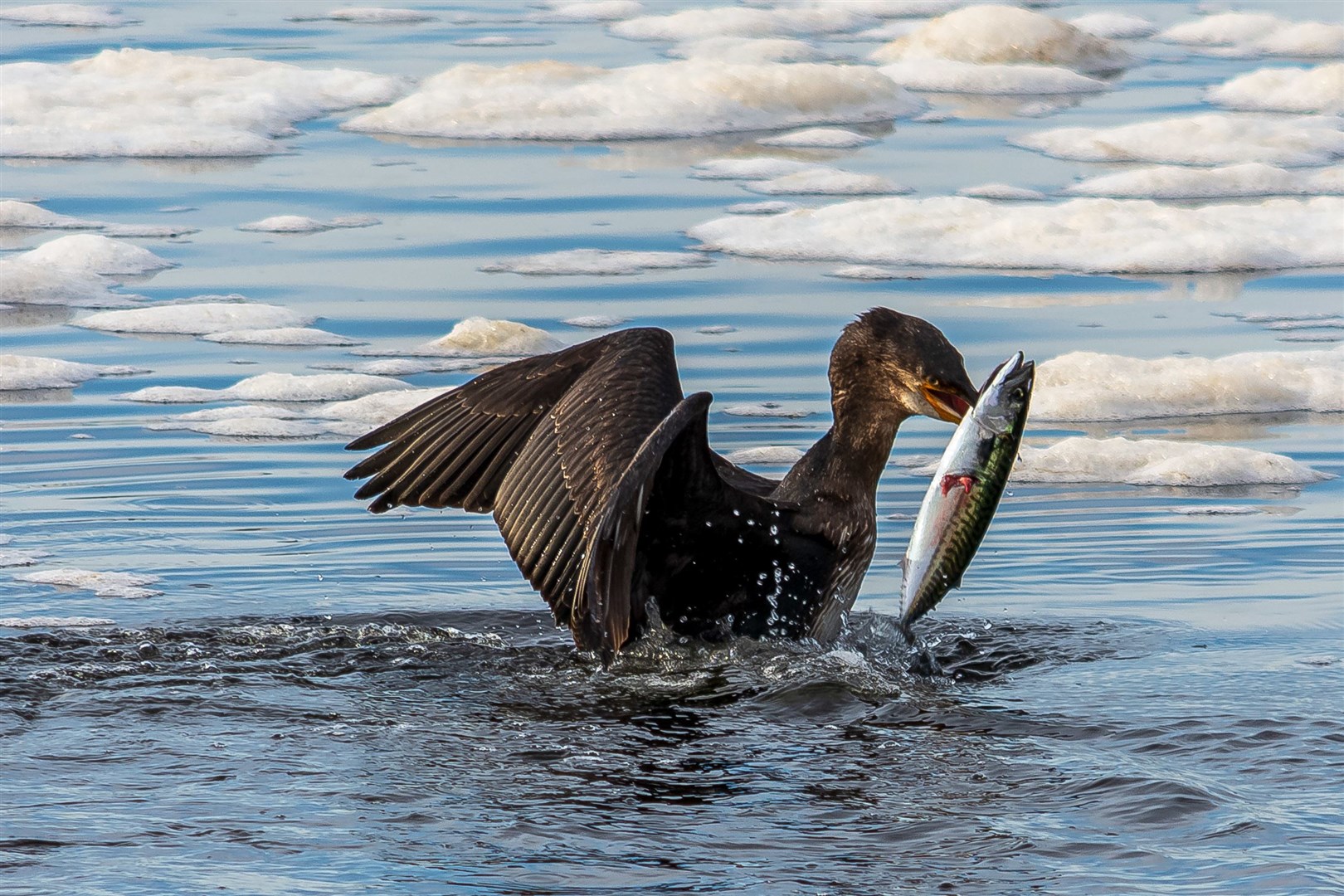 Angus Chisholm, from Invergordon, won the story category with this photograph of a cormorant catching its dinner.