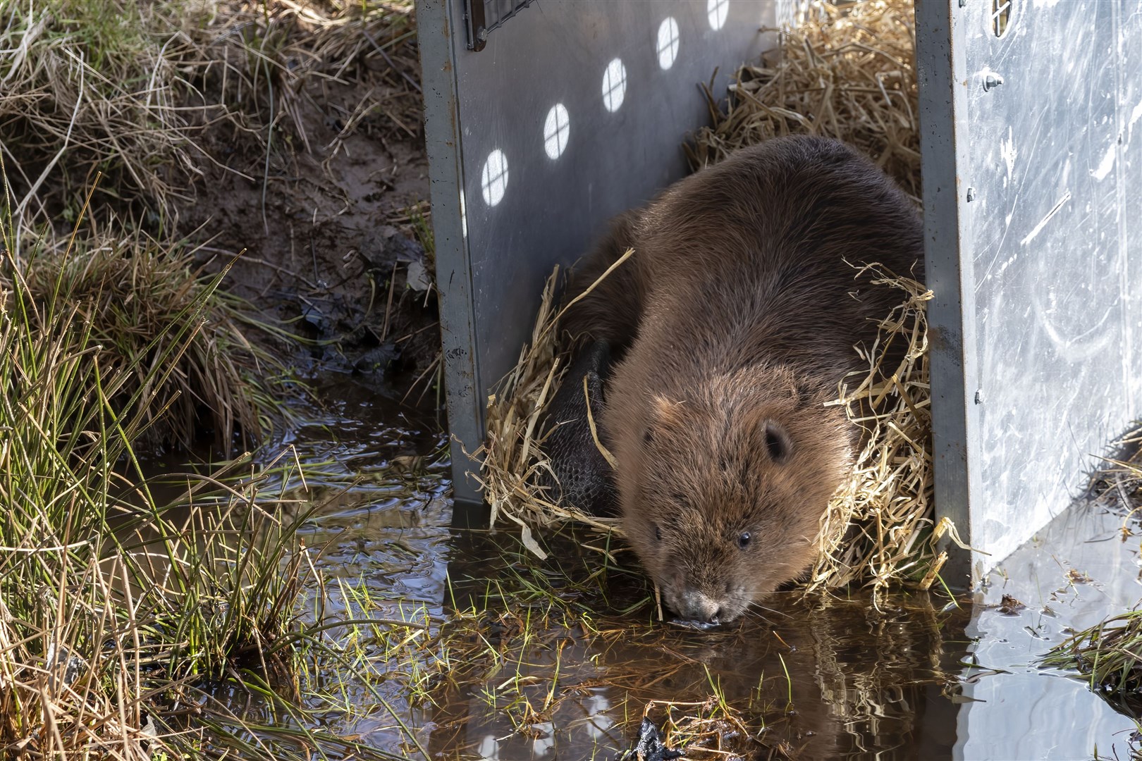 A male beaver leaving its crate.