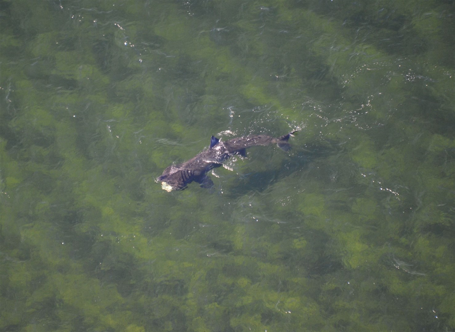 A basking shark spotted between Burghead and Findhorn.