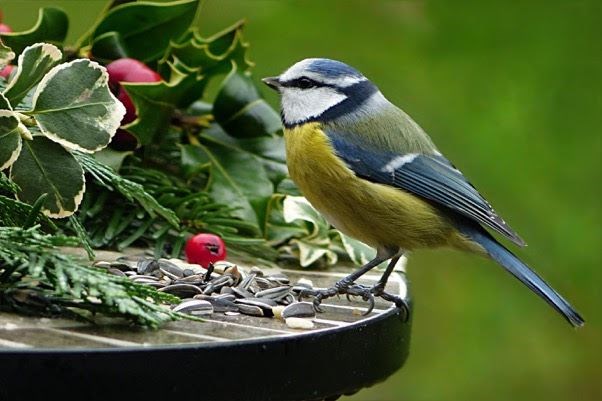 A blue tit has a very distinctive song.