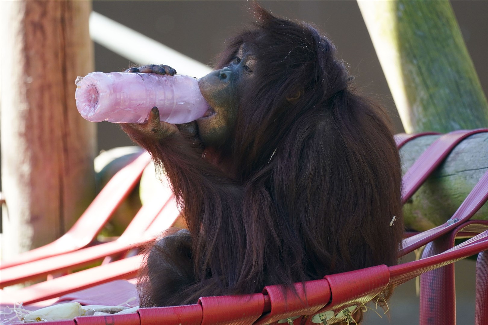 Kayan the orangutan licks a frozen juice bottle at Twycross Zoo in Leicestershire (Jacob King/PA)