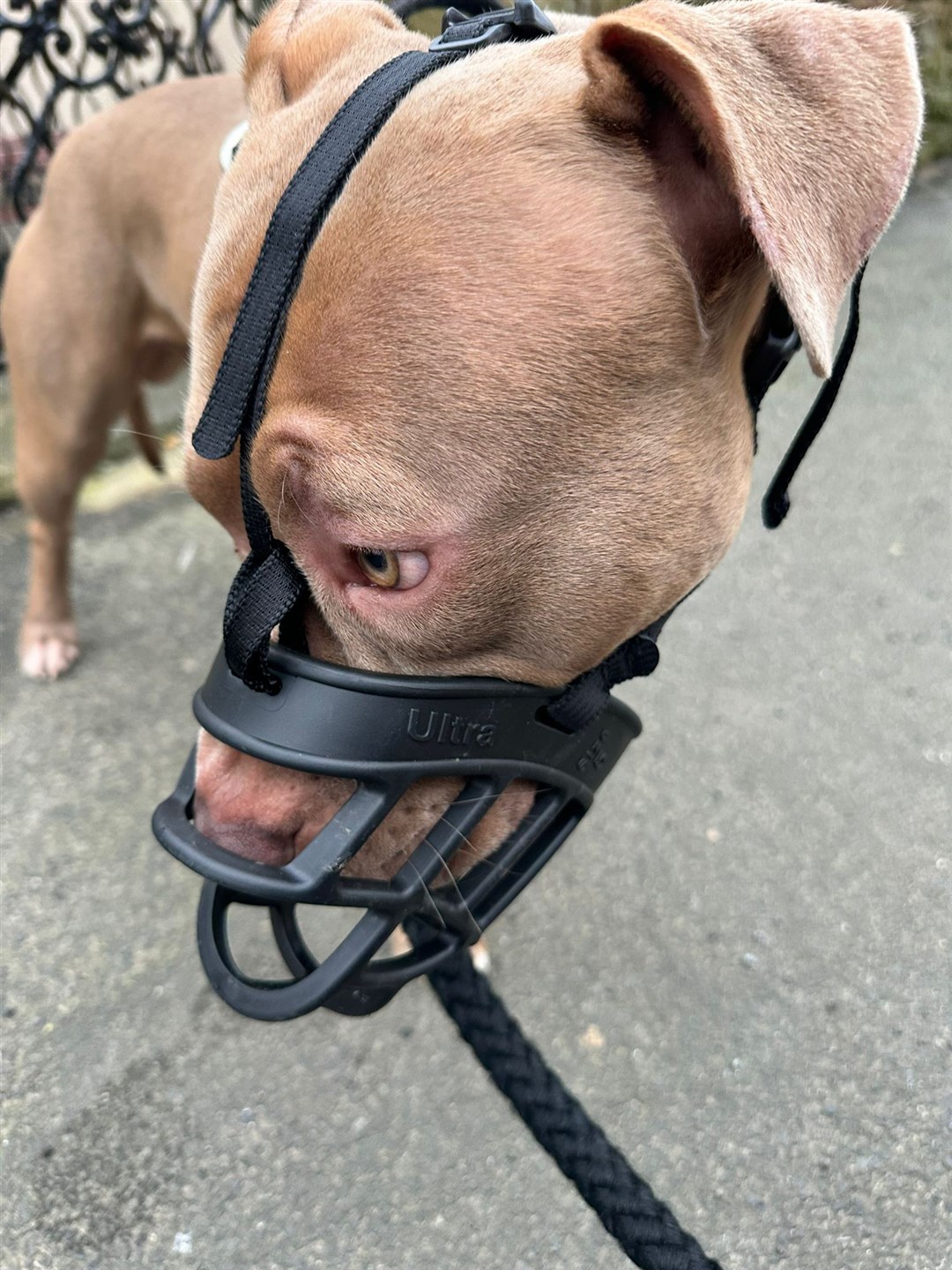 Kerry Heath’s XL bully dog Theo wearing a muzzle (Kerry Heath/PA)