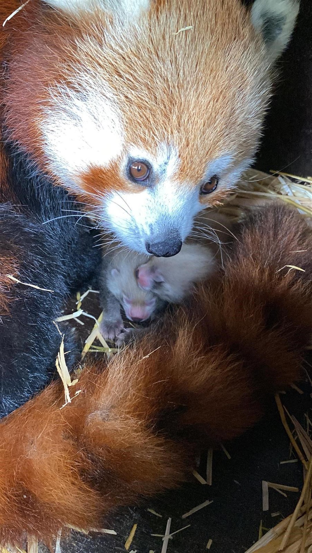 Red panda mother Ruby uses her tail to keep the cubs warm (ZSL/PA)