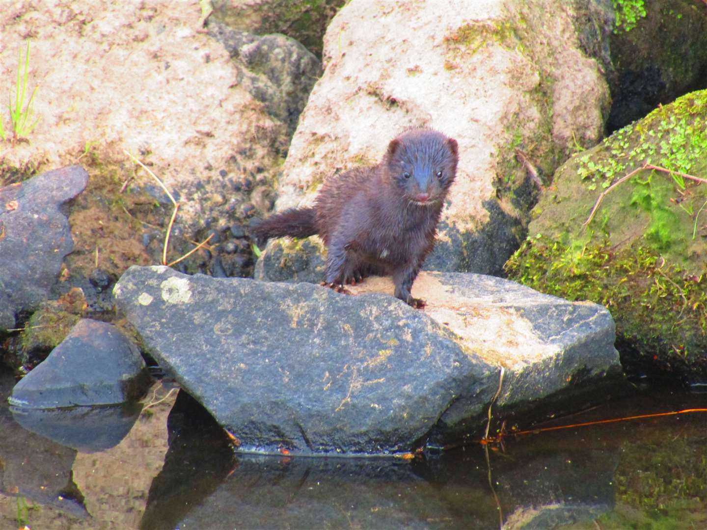 A mink spotted on the River Lossie.