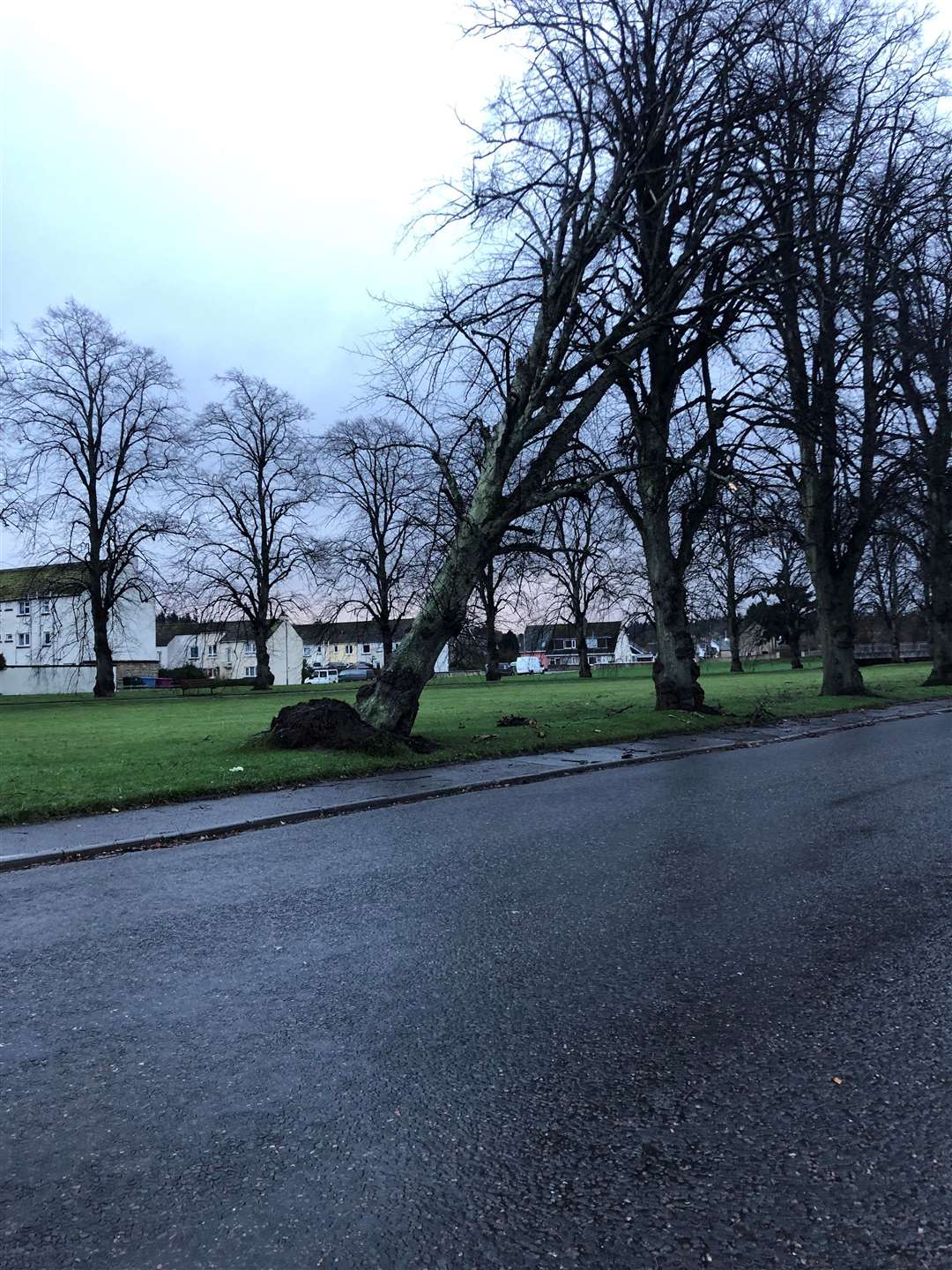 A tree uprooted by Storm Arwen in Forres.