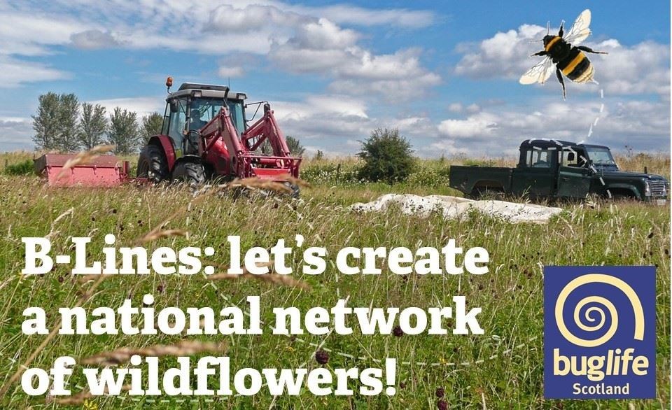 The project hopes to create a network of wildflower lanes.