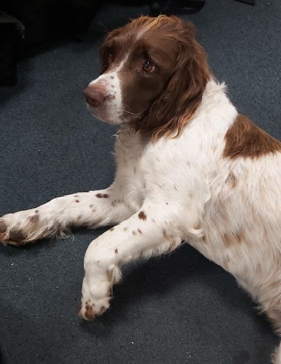 Claire Knights’ dog Zebulon has been recovered by police (Kent Police/PA)