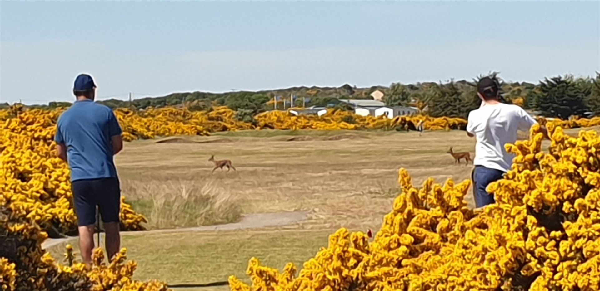 The deer make their way across the fairway at Moray Golf Club.
