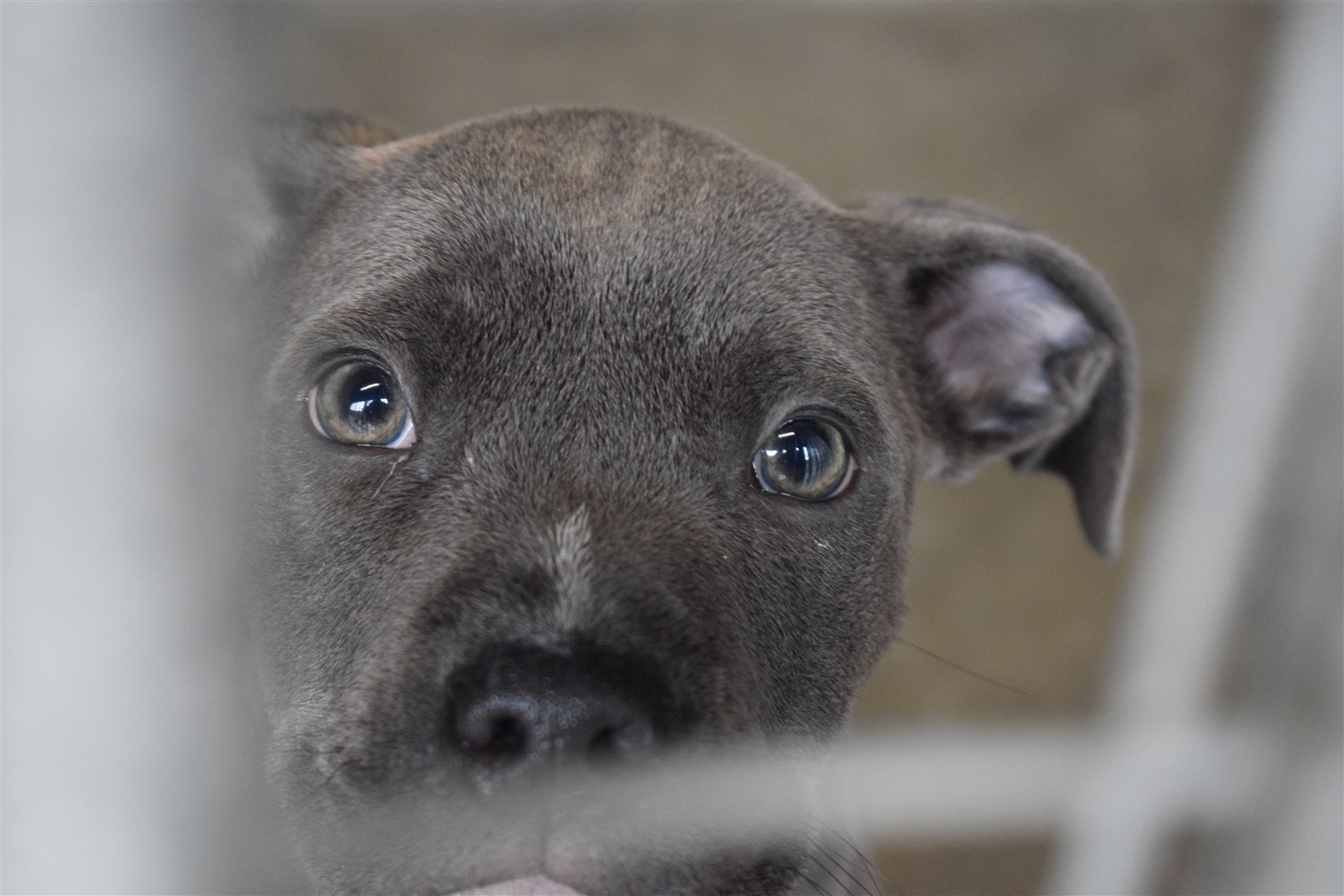 More than 60 dogs were rescued from a suspected puppy farm in October last year.