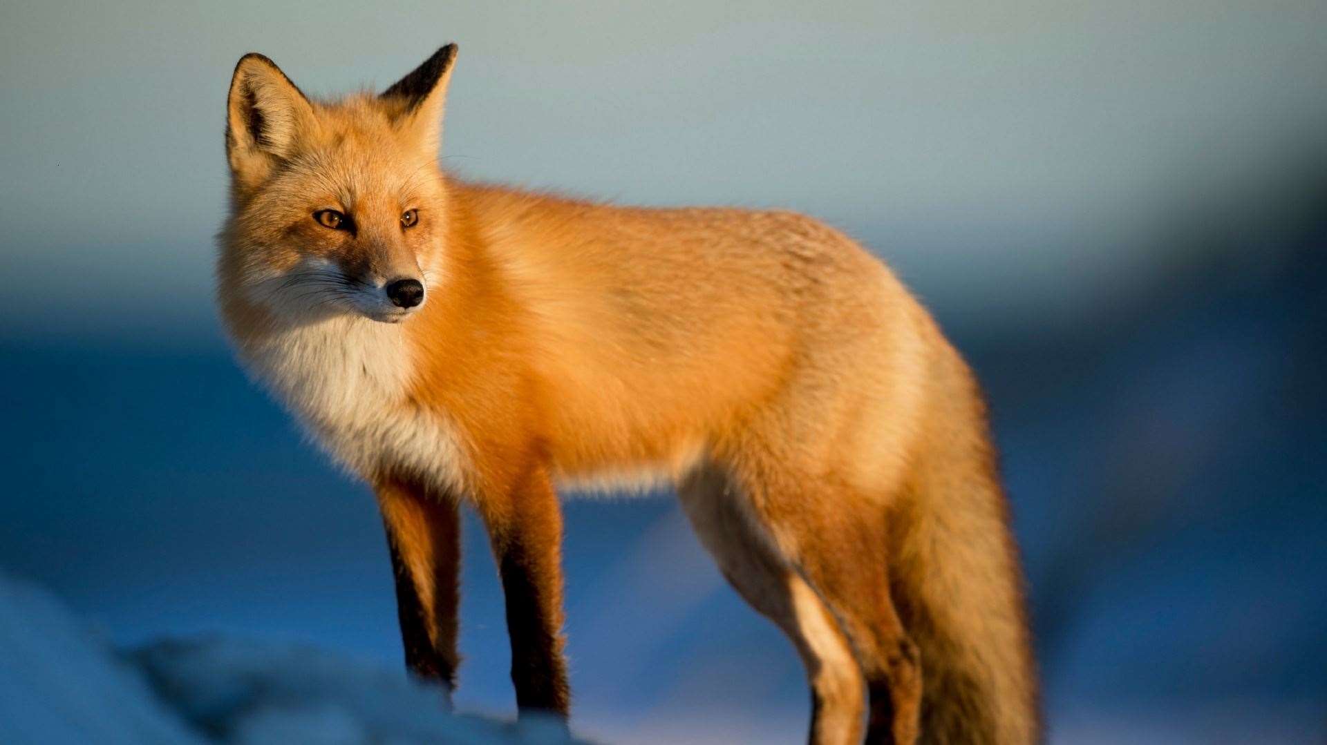 It is hoped that the new Bill will help protect foxes from sport hunting.