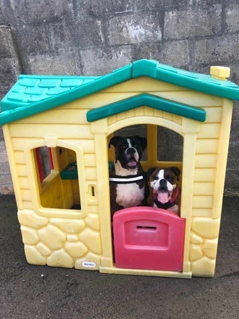 Boxers Charlie and Freeda (right) stick to the rules at home in Elgin.