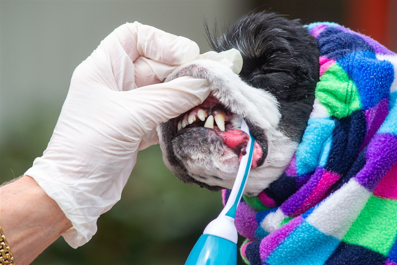 Aileen Toynton of K9 Clean Coats is now selling advanced toothbrushes for dogs. Picture: Daniel Forsyth.