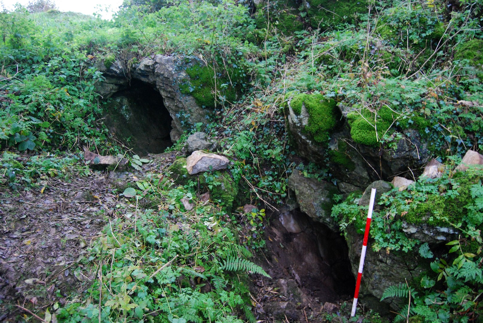 Killuragh Cave in County Limerick, Ireland (Sam Moore and Marion Dowd/Molecular Biology and Evolution)