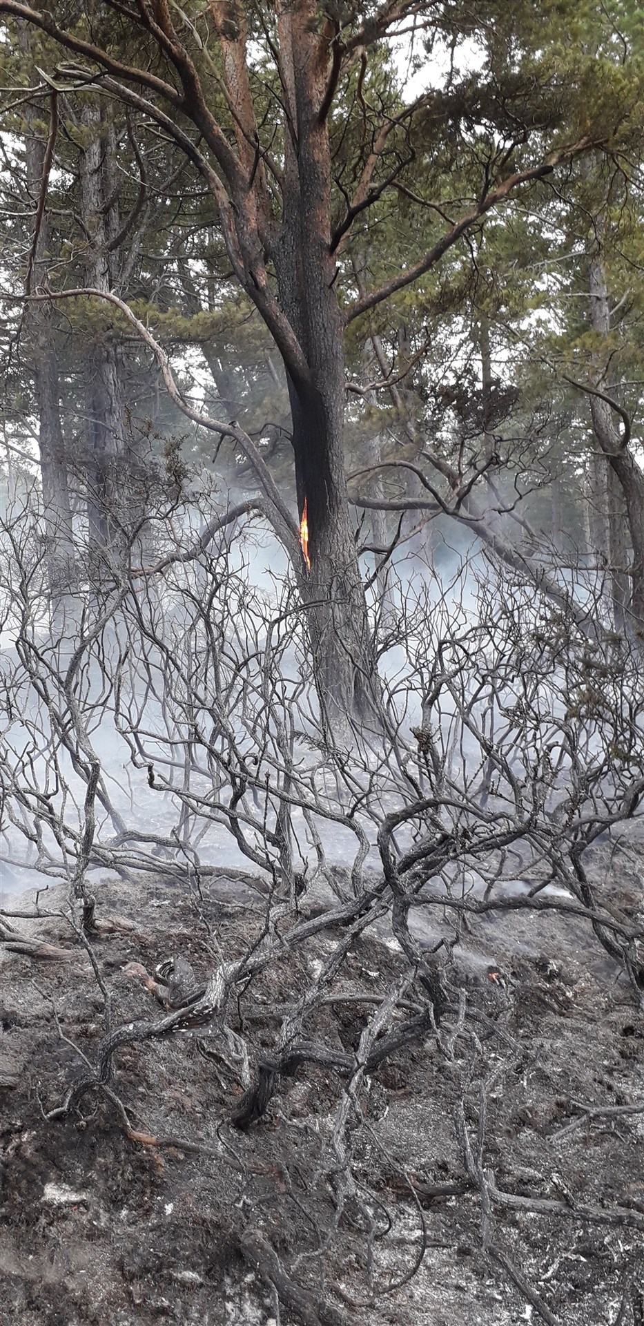 The fire swept through the trees and scrub aided by high winds.