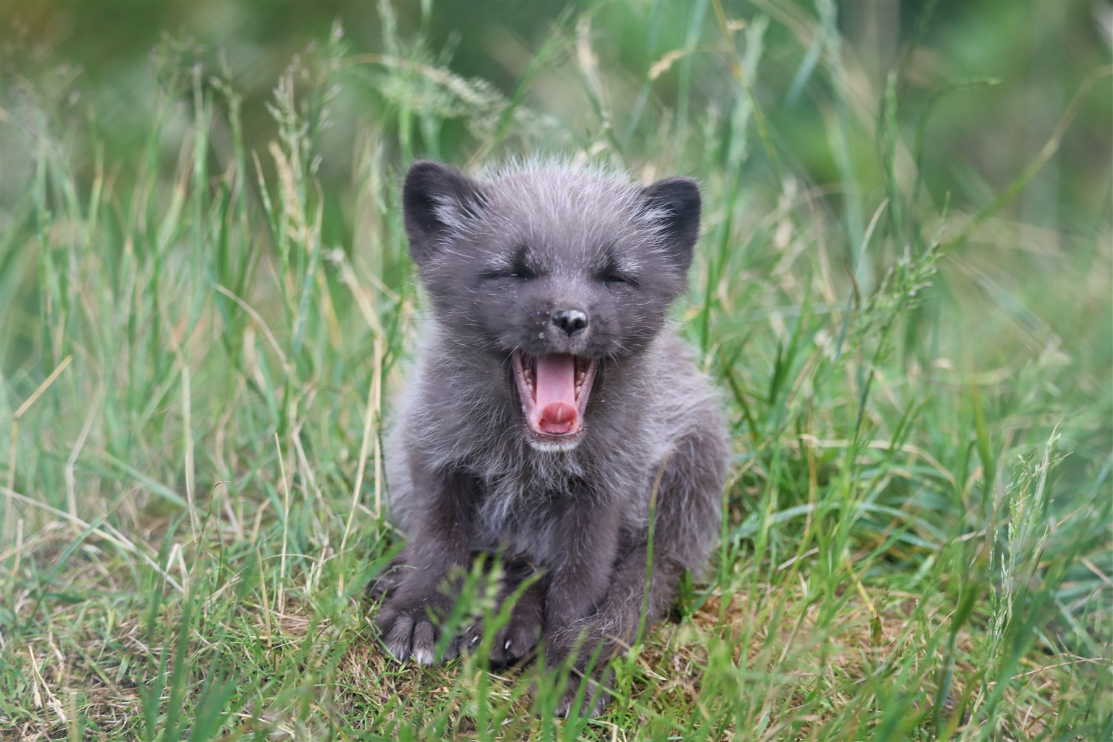 It is tiring work being a fox cub. Picture: RZSS