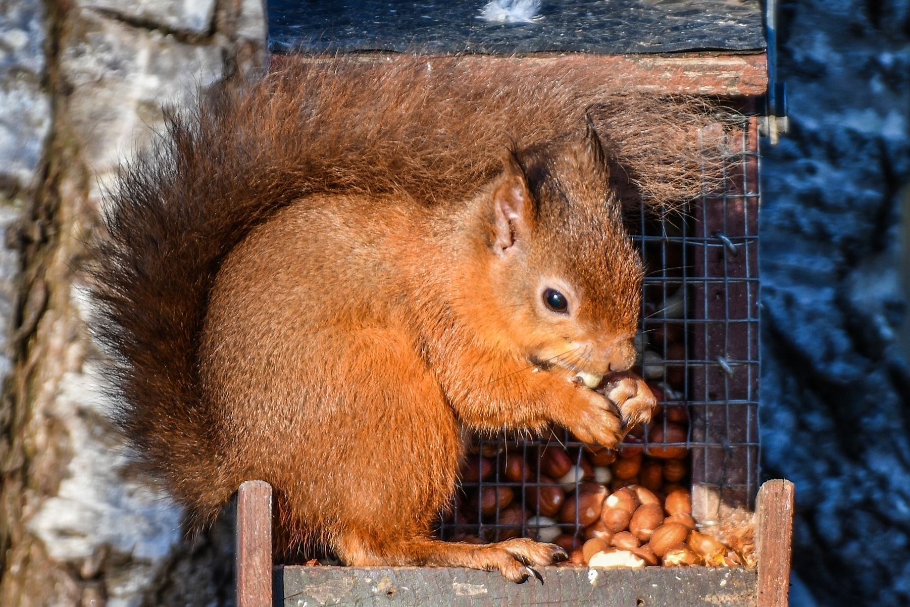 A red squirrel in Spynie. Picture: Hazel THomson.