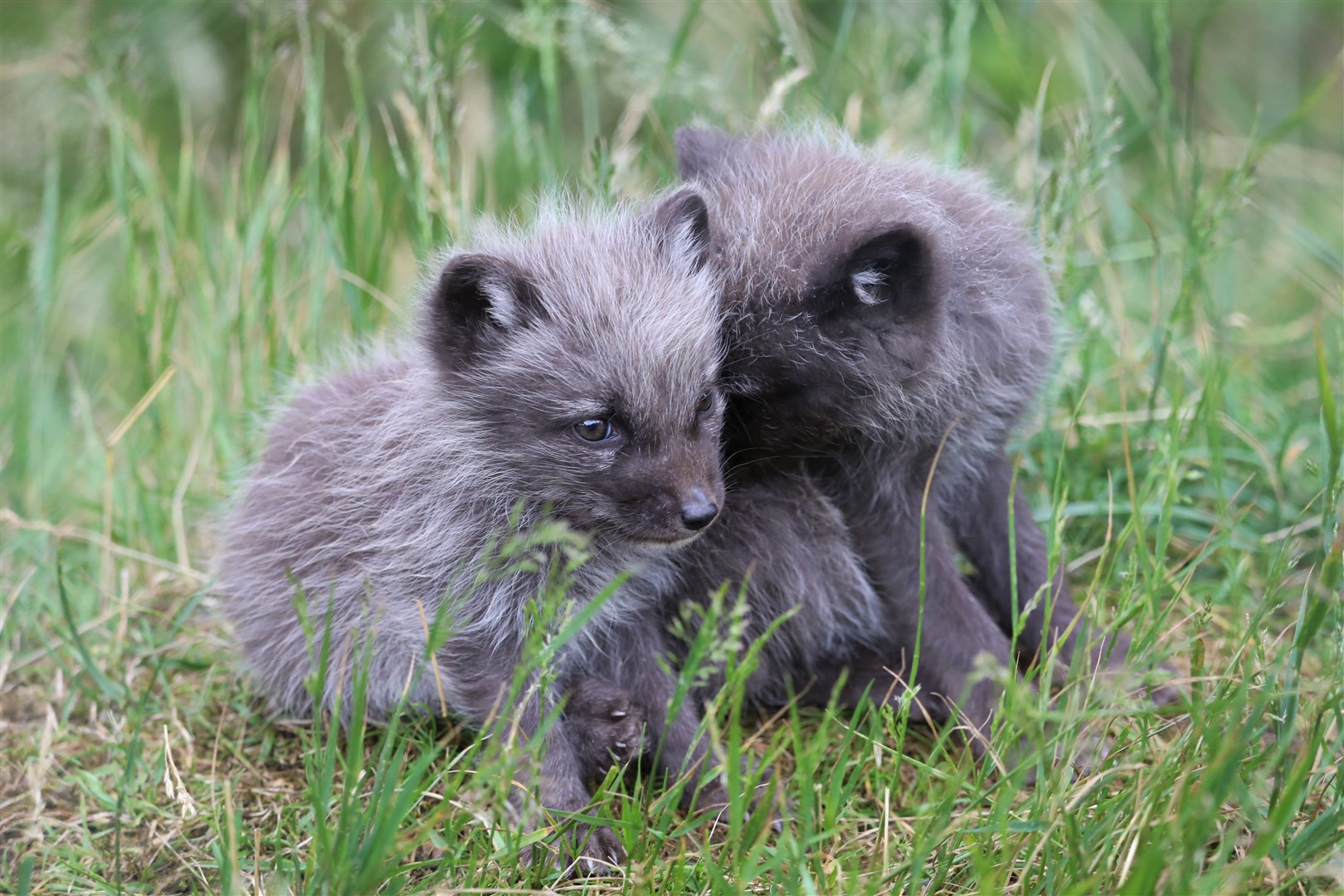 Two of the fox cubs having fun. Picture: RZSS