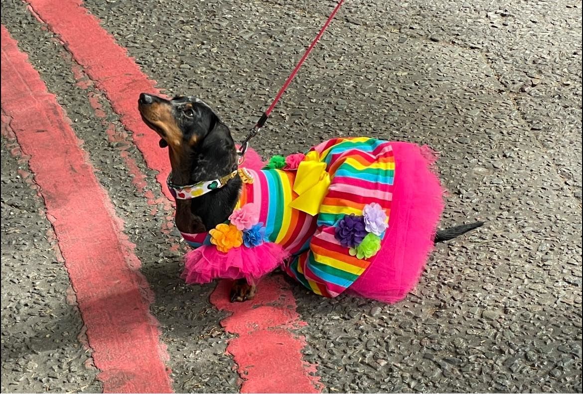 Dogs were joined by their owners for the first Pride march in London since the pandemic (Andrew Smart/PA)
