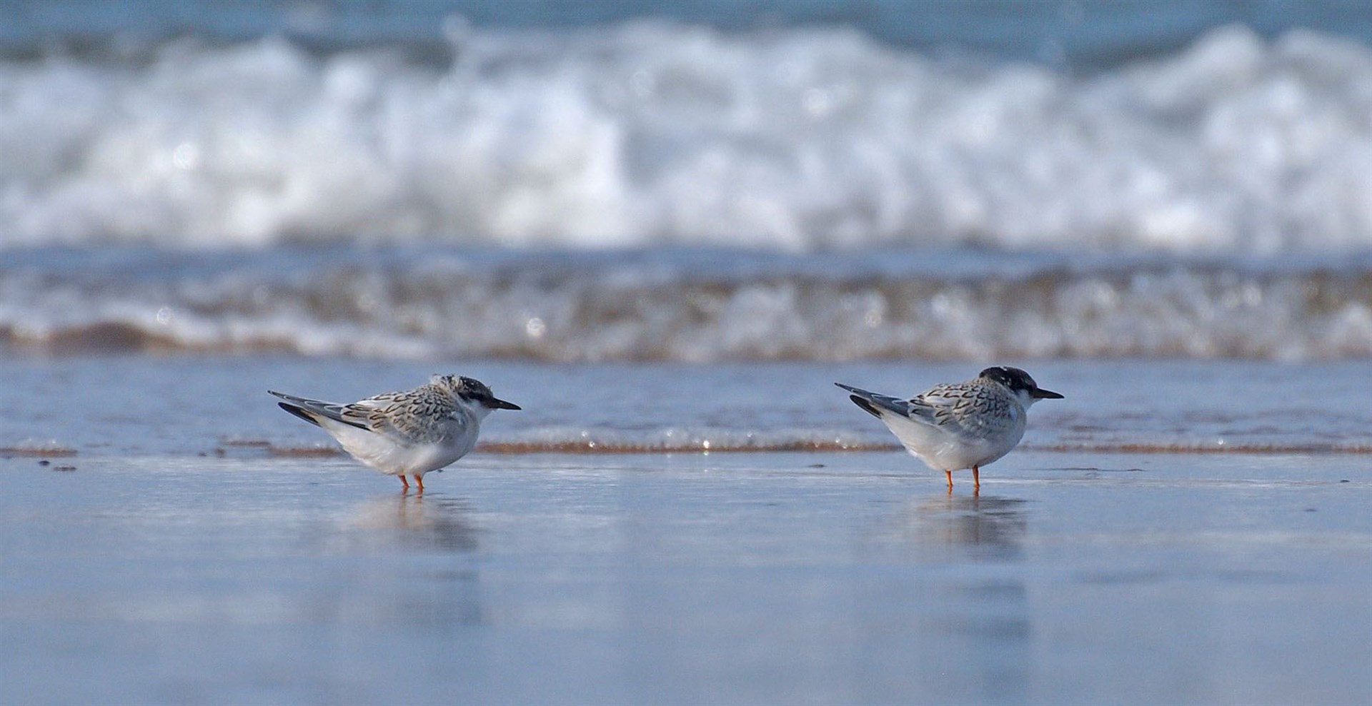The little tern chicks on Lossiemouth's east beach. Picture: Volunteer Margaret Sharpe.