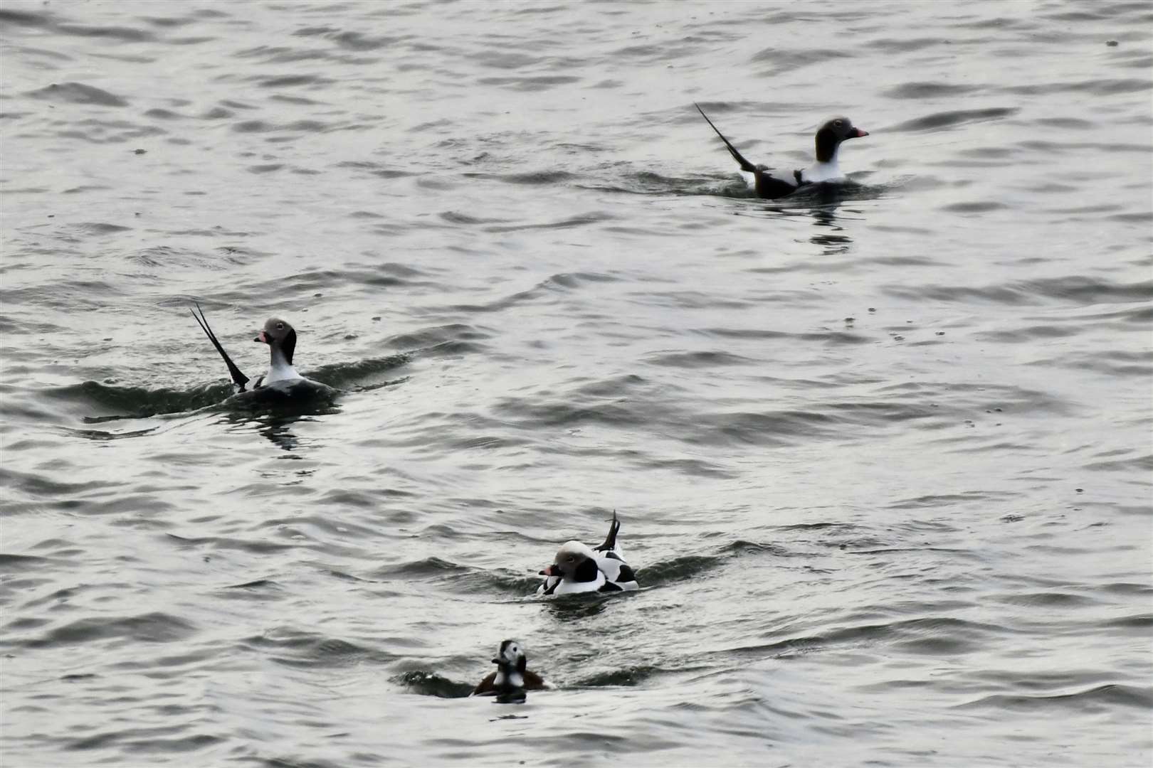 Long-tailed ducks at Burghead. Pictures: Hazel Thomson.