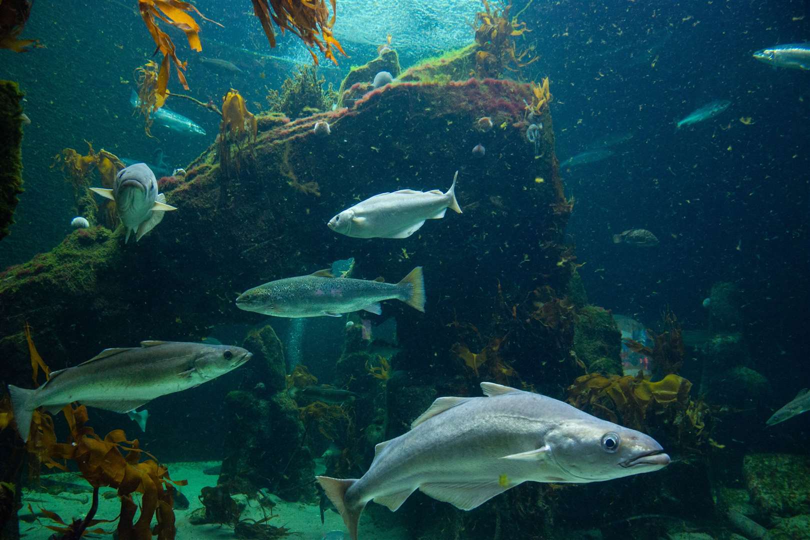 The Macduff Marine Aquarium has reopened following the relaxation of Scottish Government restrictions in Aberdeenshire...Picture: Daniel Forsyth..