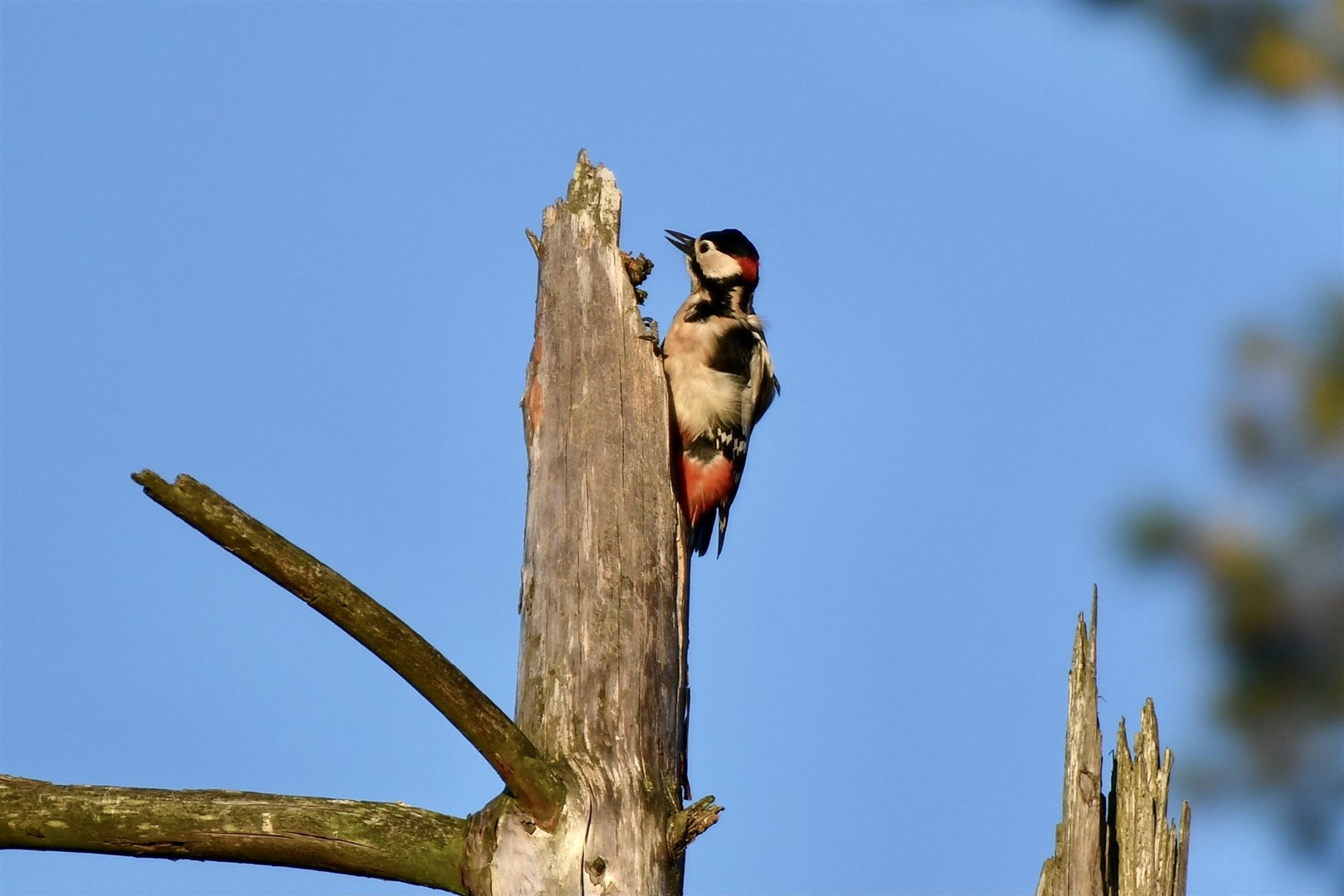 Reader Hazel Thomson noticed this spotted woodpecker while on a walk through Spynie Bird Hide.