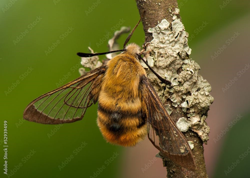 A bee hawk moth.